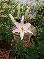 [5337 Oder Mak No01.JPG]